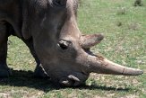 KE20221137 noordelijke witte neushoorn / Ceratotherium simum cottoni