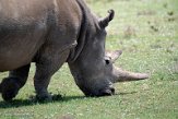 KE20221144 noordelijke witte neushoorn / Ceratotherium simum cottoni