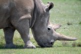 KE20221148 noordelijke witte neushoorn / Ceratotherium simum cottoni