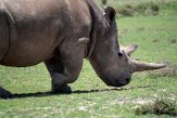 KE20221171 noordelijke witte neushoorn / Ceratotherium simum cottoni
