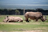 KE20221176 noordelijke witte neushoorn / Ceratotherium simum cottoni - zuidelijke witte neushoorn / Ceratotherium simum simum)