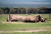 KE20221189 noordelijke witte neushoorn / Ceratotherium simum cottoni - zuidelijke witte neushoorn / Ceratotherium simum simum)