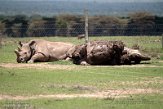KE20221196 noordelijke witte neushoorn / Ceratotherium simum cottoni - zuidelijke witte neushoorn / Ceratotherium simum simum)
