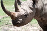 KE20221204 oostelijke zwarte neushoorn / Diceros bicornis michaeli