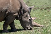 KE20222040 noordelijke witte neushoorn / Ceratotherium simum cottoni