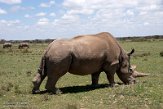 KE20222041 noordelijke witte neushoorn / Ceratotherium simum cottoni
