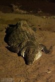 KE20220004 nijlkrokodil / Crocodylus niloticus