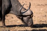 KE20220063 Kaapse buffel / Syncerus caffer caffer - geelsnavelossenpikker / Buphagus africanus
