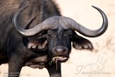 KE20220072 Kaapse buffel / Syncerus caffer caffer