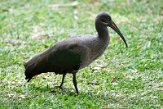 KE20221061 hadada-ibis / Bostrychia hagedash