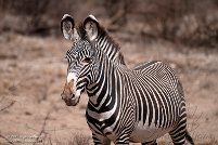 Buffalo Springs National Reserve
