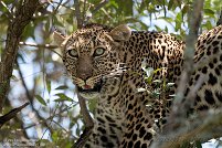 Maasai Mara National Reserve