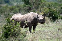 Ol Pejeta Conservancy