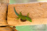 MG20160608 pauwoogdaggekko / Phelsuma quadriocellata