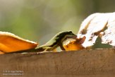 MG20160621 gestreepte daggekko / Phelsuma lineata