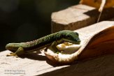 MG20160626 gestreepte daggekko / Phelsuma lineata