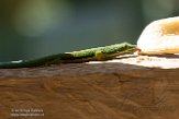 MG20160637 gestreepte daggekko / Phelsuma lineata