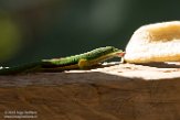 MG20160640 gestreepte daggekko / Phelsuma lineata