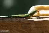 MG20160644 gestreepte daggekko / Phelsuma lineata