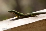 MG20160655 gestreepte daggekko / Phelsuma lineata