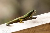 MG20160657 gestreepte daggekko / Phelsuma lineata