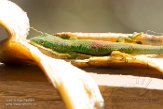 MG20160667 gestreepte daggekko / Phelsuma lineata