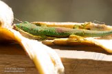 MG20160669 gestreepte daggekko / Phelsuma lineata