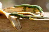 MG20160678 gestreepte daggekko / Phelsuma lineata