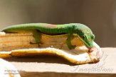 MG20160681 gestreepte daggekko / Phelsuma lineata