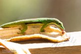 MG20160682 gestreepte daggekko / Phelsuma lineata