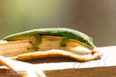 MG20160685 gestreepte daggekko / Phelsuma lineata