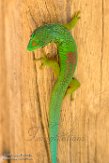 MG20160696 gestreepte daggekko / Phelsuma lineata