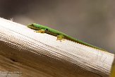 MG20160712 pauwoogdaggekko / Phelsuma quadriocellata