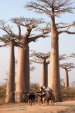 MG20162520 Baobab