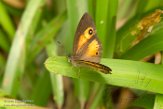 MG20160011 Heteropsis narcissus fraterna