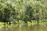 MG20160014 Ivoloina (Parc Zoologique), Tamatave