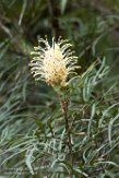 MG20160022