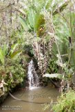 MG20160047 Ivoloina (Parc Zoologique), Tamatave