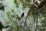 MGIP1164631 kuifdrongo / Dicrurus forficatus