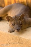 MG20161552 fossa / Cryptoprocta ferox