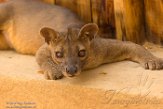 MG20161555 fossa / Cryptoprocta ferox