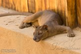 MG20161560 fossa / Cryptoprocta ferox