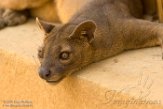 MG20161561 fossa / Cryptoprocta ferox