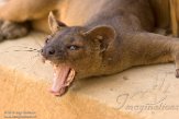 MG20161568 fossa / Cryptoprocta ferox