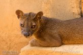 MG20161577 fossa / Cryptoprocta ferox