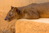 MG20161581 fossa / Cryptoprocta ferox