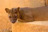 MG20161587 fossa / Cryptoprocta ferox