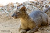 MG20161591 fossa / Cryptoprocta ferox