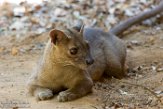 MG20161599 fossa / Cryptoprocta ferox