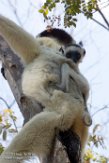 MG20161602 verreauxsifaka / Propithecus verreauxi